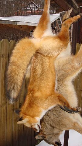 Nice Fox.JPG